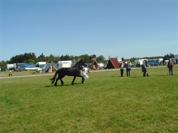 Frieser Odylle v.d Alberink Hoeve(himmelhest) billede 4