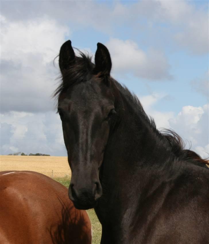 Frieser Zoro A.Suldegaarden-SOLGT billede 1