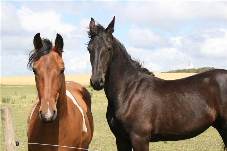 Frieser Zoro A.Suldegaarden-SOLGT billede 4