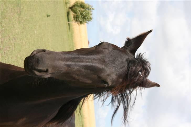 Frieser Zoro A.Suldegaarden-SOLGT billede 5