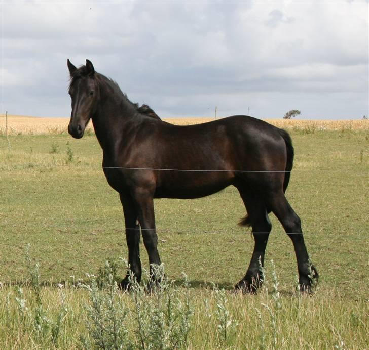 Frieser Zoro A.Suldegaarden-SOLGT billede 10