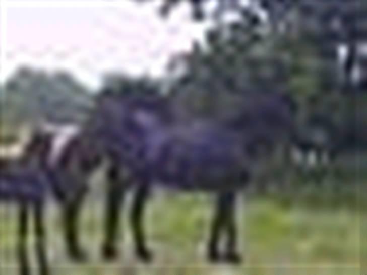 Frieser Zoro A.Suldegaarden-SOLGT - Ups, også Zoro og sin mor.... billede 15