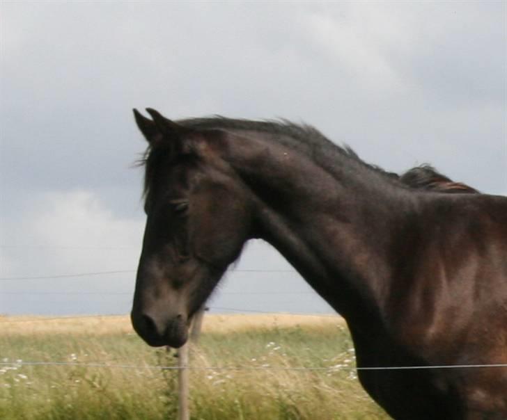 Frieser Zoro A.Suldegaarden-SOLGT billede 16