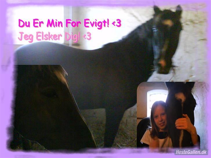 New Forest Black Pepper *elev pony* - Dig Og Mig, Lille Snuske Basse! Lavet af: Marie Louise! billede 6