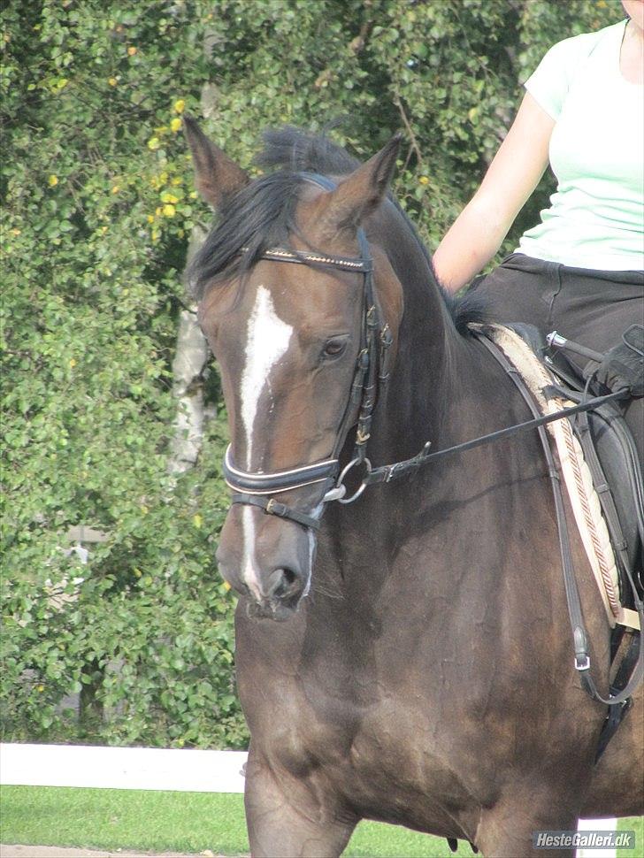 Oldenborg Pirana<3 (Solgt) - Dressur :) <3 billede 11