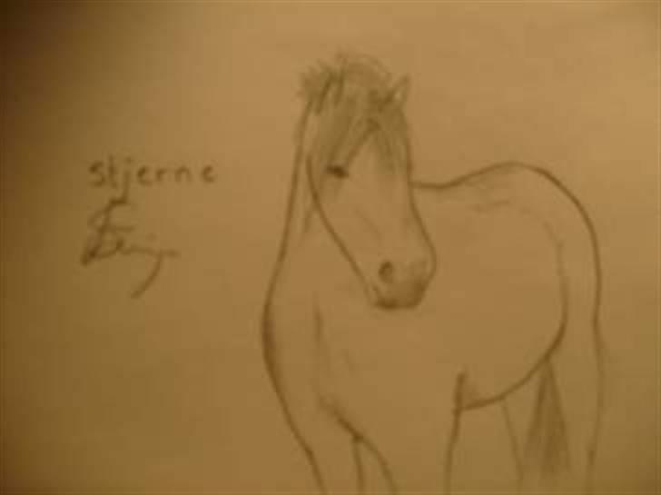 Dartmoor Stjerne (red engang) billede 17