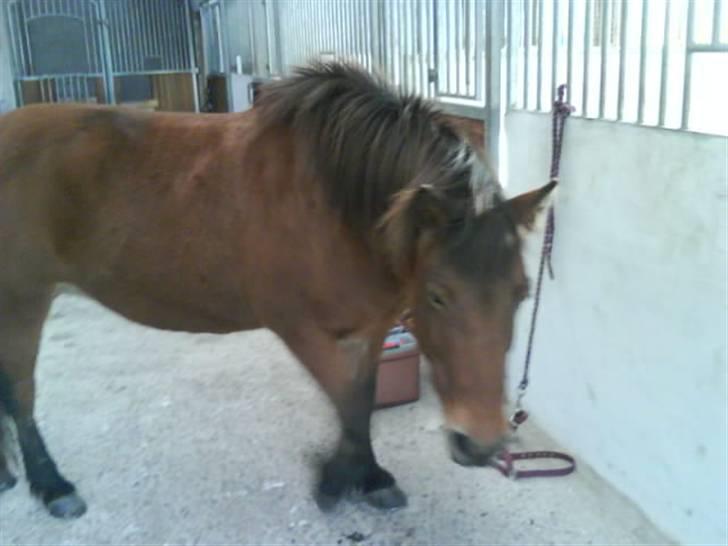 Islænder fluga - *yes maan så jeg fri i stalden*  hehe;) billede 10