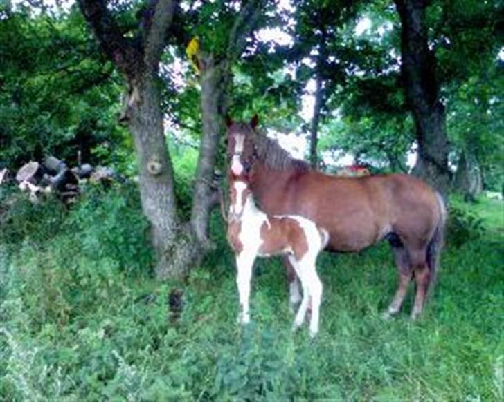 Pinto Hvadlodeaf` FELILL(R.I.P) billede 1