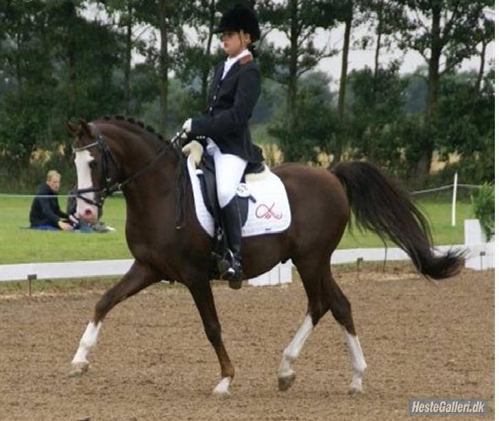 DSP Bonansa [ELITEHINGST] - Dm 08  billede 17