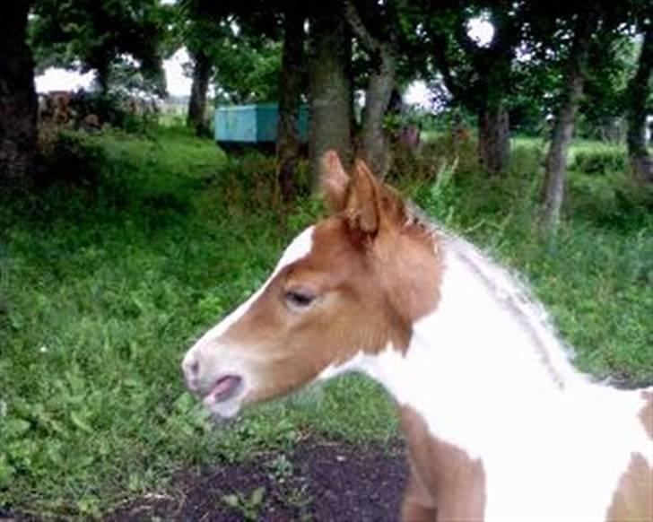 Pinto Hvadlodeaf` FELILL(R.I.P) billede 2