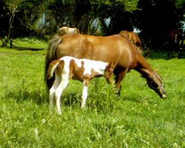 Pinto Hvadlodeaf` FELILL(R.I.P) billede 3