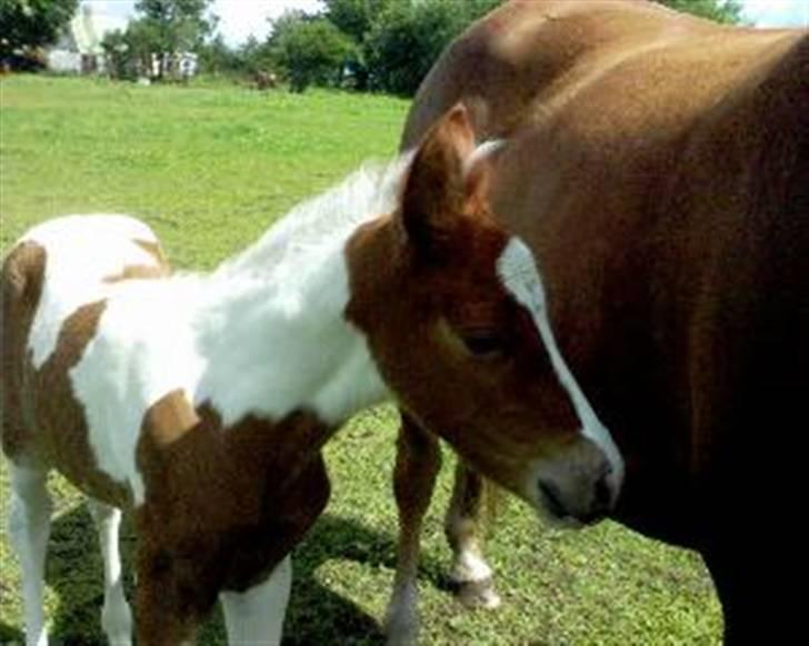 Pinto Hvadlodeaf` FELILL(R.I.P) billede 4