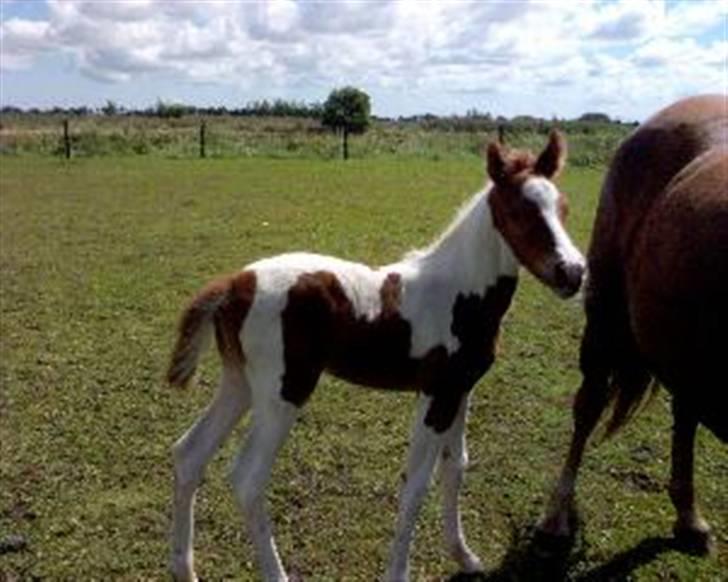 Pinto Hvadlodeaf` FELILL(R.I.P) billede 5