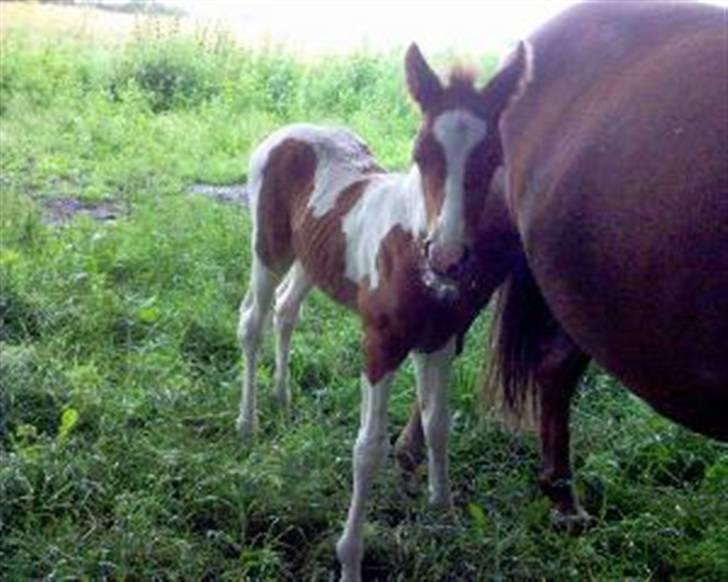 Pinto Hvadlodeaf` FELILL(R.I.P) billede 7