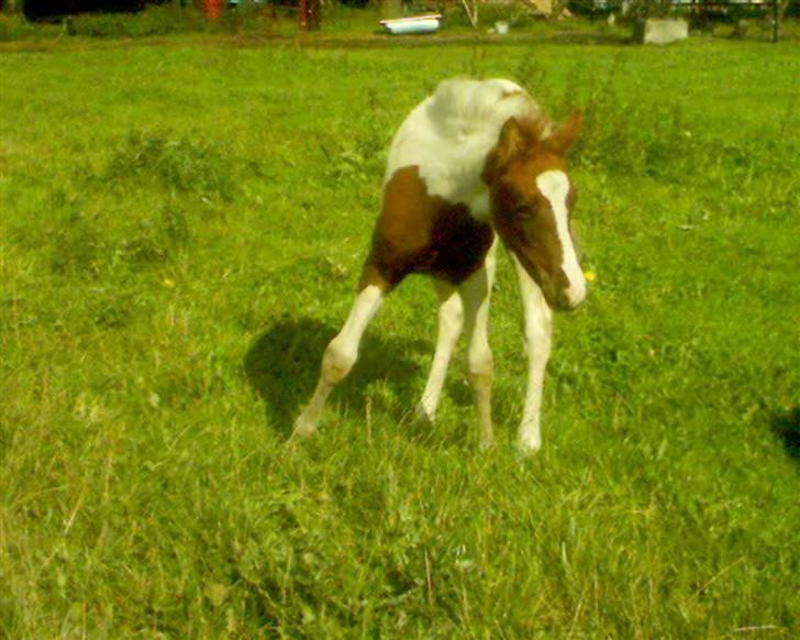 Pinto Hvadlodeaf` FELILL(R.I.P) billede 8