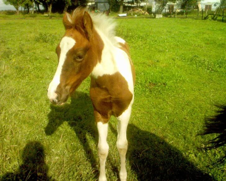 Pinto Hvadlodeaf` FELILL(R.I.P) billede 9