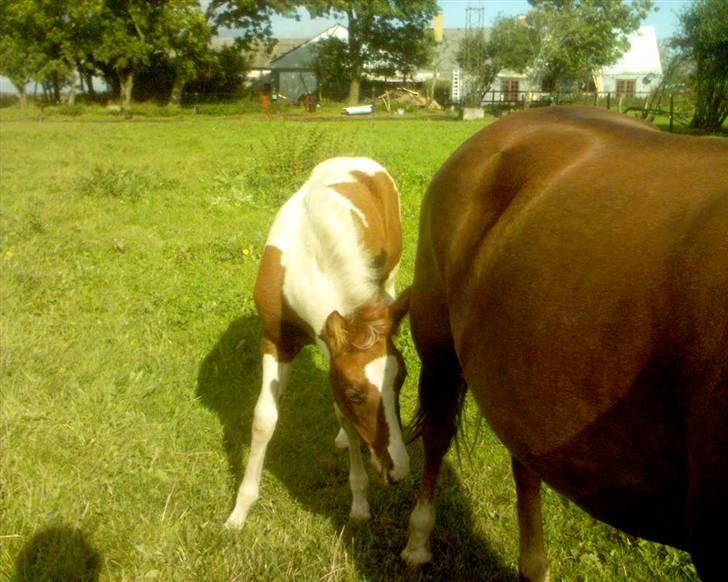 Pinto Hvadlodeaf` FELILL(R.I.P) billede 10