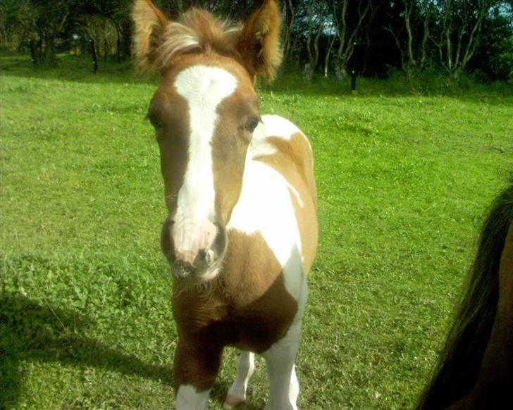 Pinto Hvadlodeaf` FELILL(R.I.P) billede 11