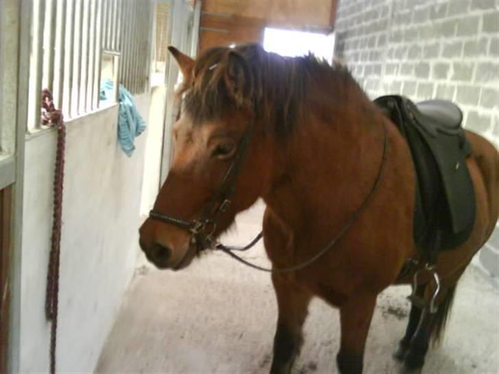 Islænder fluga - miin engel!!!!<3<3 billede 11