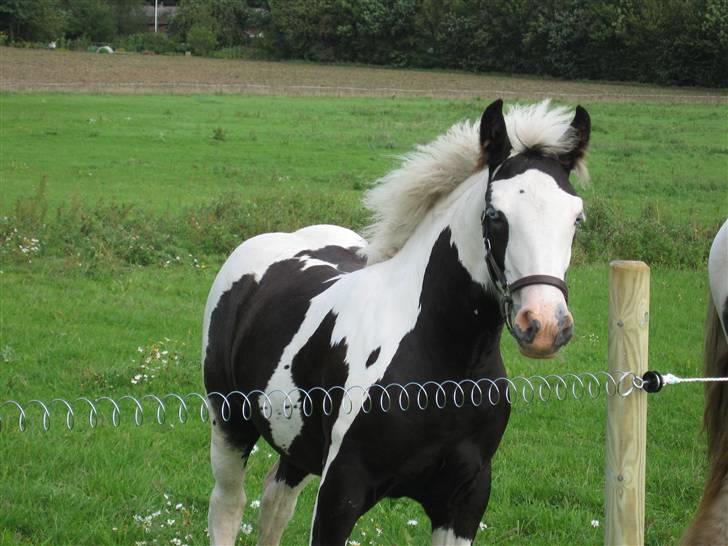 Tinker Holms Fiona of Picasso billede 1
