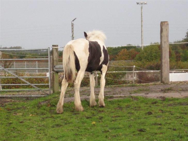 Tinker Holms Fiona of Picasso billede 6