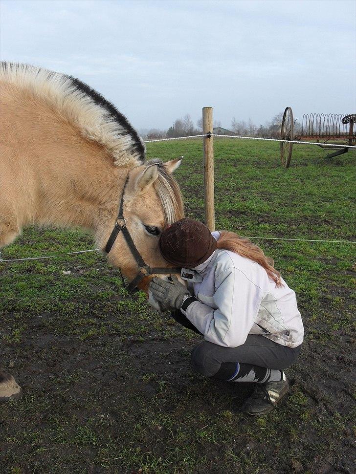 Fjordhest Natalii *Tøzee* - Et kys til min ponyponse ! Elsker dig for evigt <3 Foto: Lykke billede 13