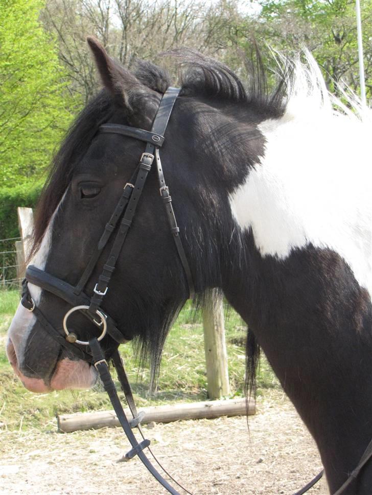 Irish Cob Zeus ( Rudi ) billede 1