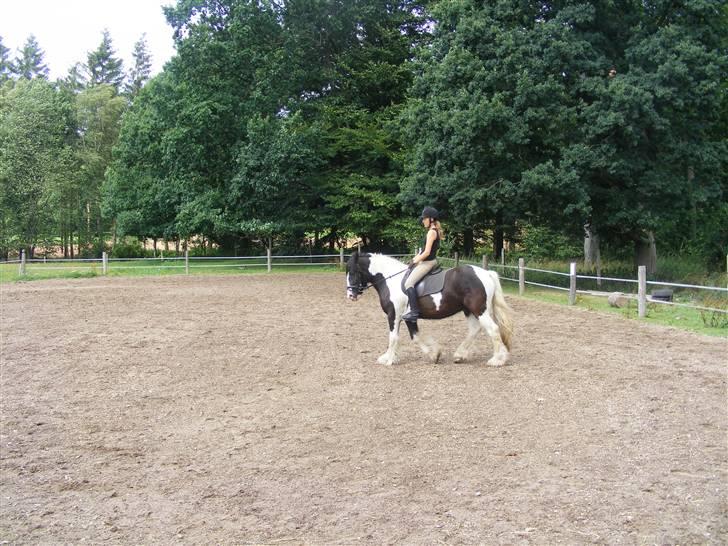 Irish Cob Zeus ( Rudi ) billede 2