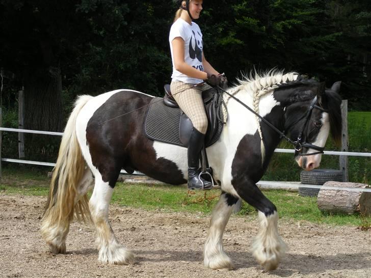 Irish Cob Zeus ( Rudi ) billede 3