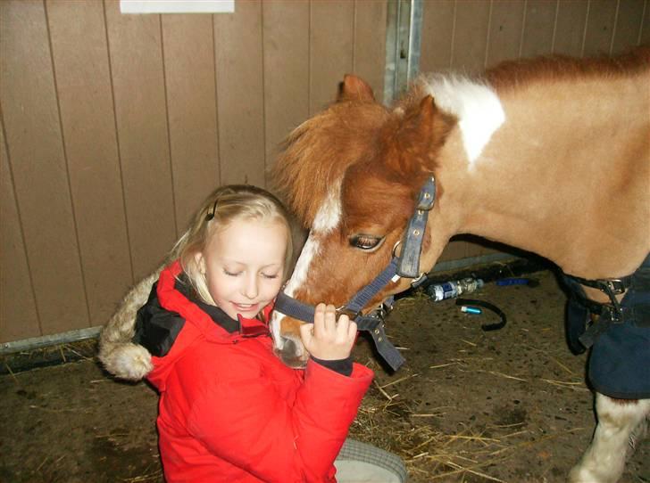 Shetlænder Emma ( Gammel passerpony) - kram U; <3 billede 16