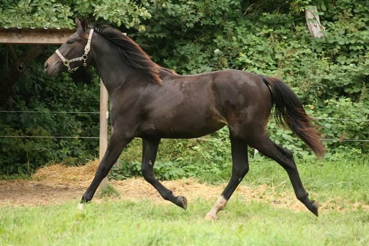 Oldenborg Adell af Vodagergård - Smukke lille hest :-) August 2009 billede 2