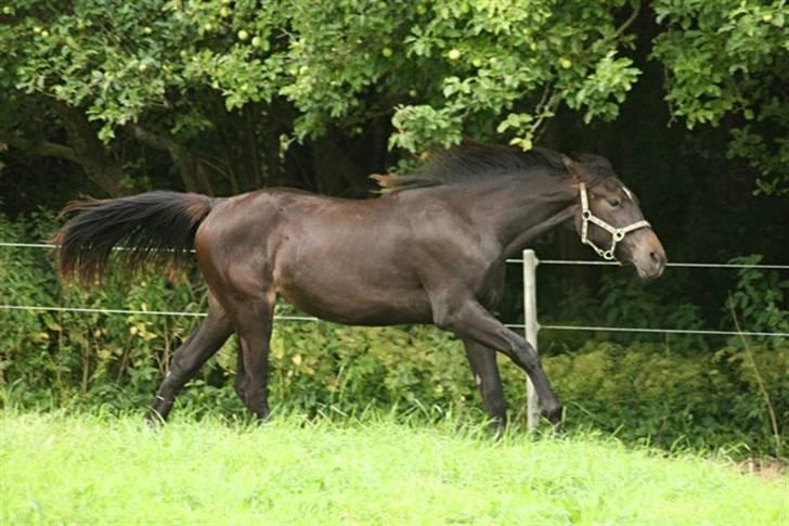 Oldenborg Adell af Vodagergård - Fuld gas på folden :-) August 2009 billede 4