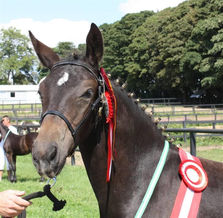 Oldenborg Adell af Vodagergård - Den smukke baby til Eliteskue, hvor hun vandt titlen Året renavlede føl :-) billede 5