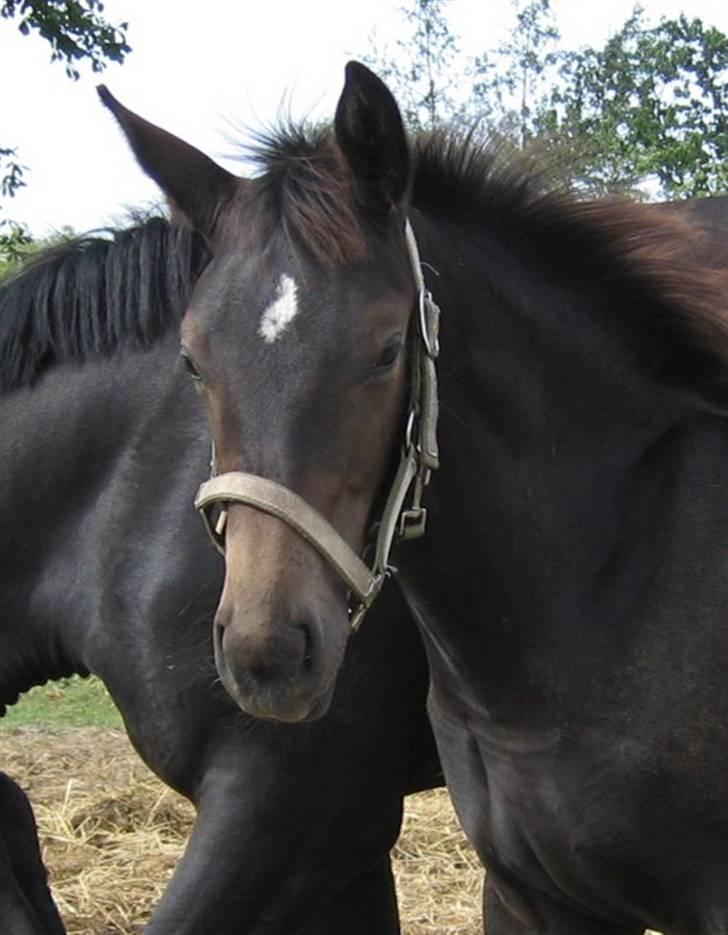 Oldenborg Adell af Vodagergård - Smukke føl! billede 6