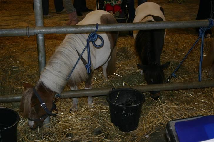 Dansk Miniature Miss April - Stalden Kimberskuet 2008 billede 5