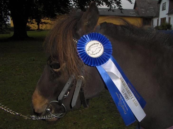 Dansk Miniature Sønderhedens Freja - Kimberskuet 2008 billede 13