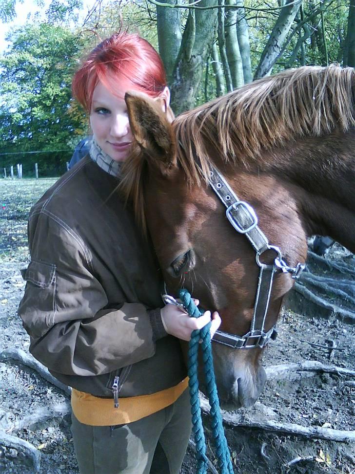 Dansk Varmblod  Butterfly  - SOLGT - fotograf : LINDA TABER JENSEN billede 4