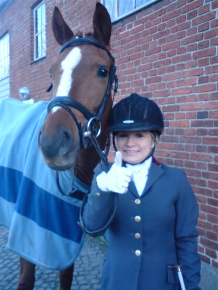 Dansk Varmblod  Butterfly  - SOLGT billede 5