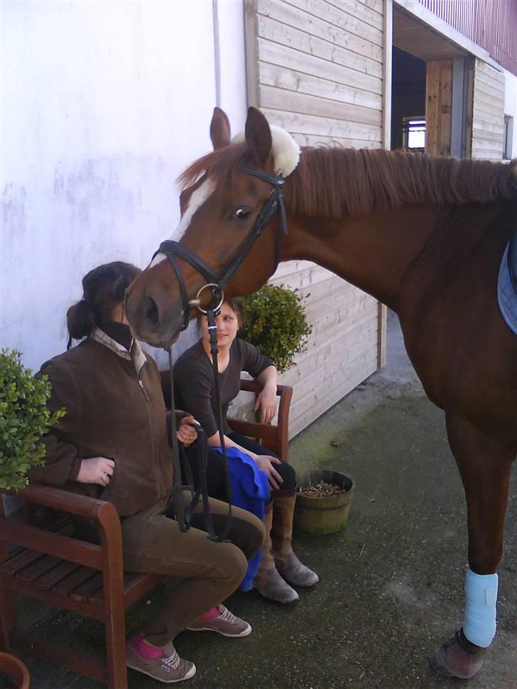 Dansk Varmblod  Butterfly  - SOLGT billede 7