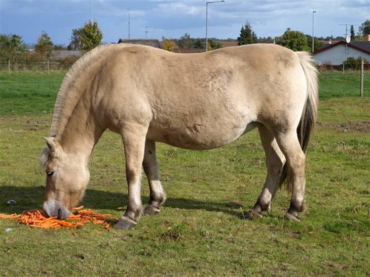 {{currentPhoto.altText}} billede {{currentPhoto.number}}