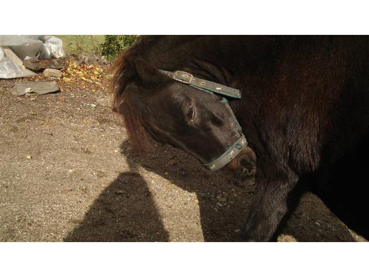 {{currentPhoto.altText}} billede {{currentPhoto.number}}