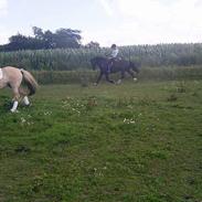 Welsh Cob (sec D) Cæsar !