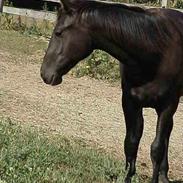 Anden særlig race Dancing My Blue Midnight