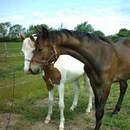 Pinto Squaw´s Last MohicanSolgt