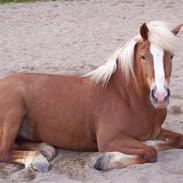 Haflinger Alexandra