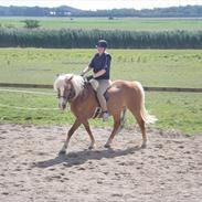 Haflinger Alexandra