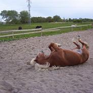 Haflinger Alexandra