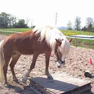 Haflinger Alexandra