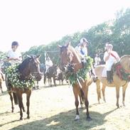 Holstener crossantino (solgt)