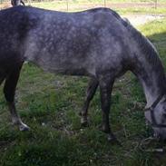 DSP Skovhyttens Rafini